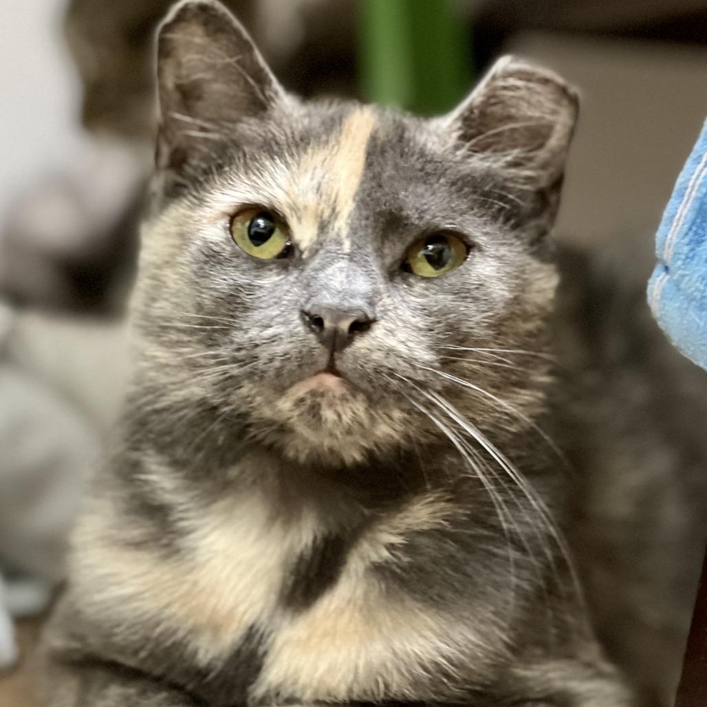 Momo, Adoptable, Adult Female Domestic Short Hair.