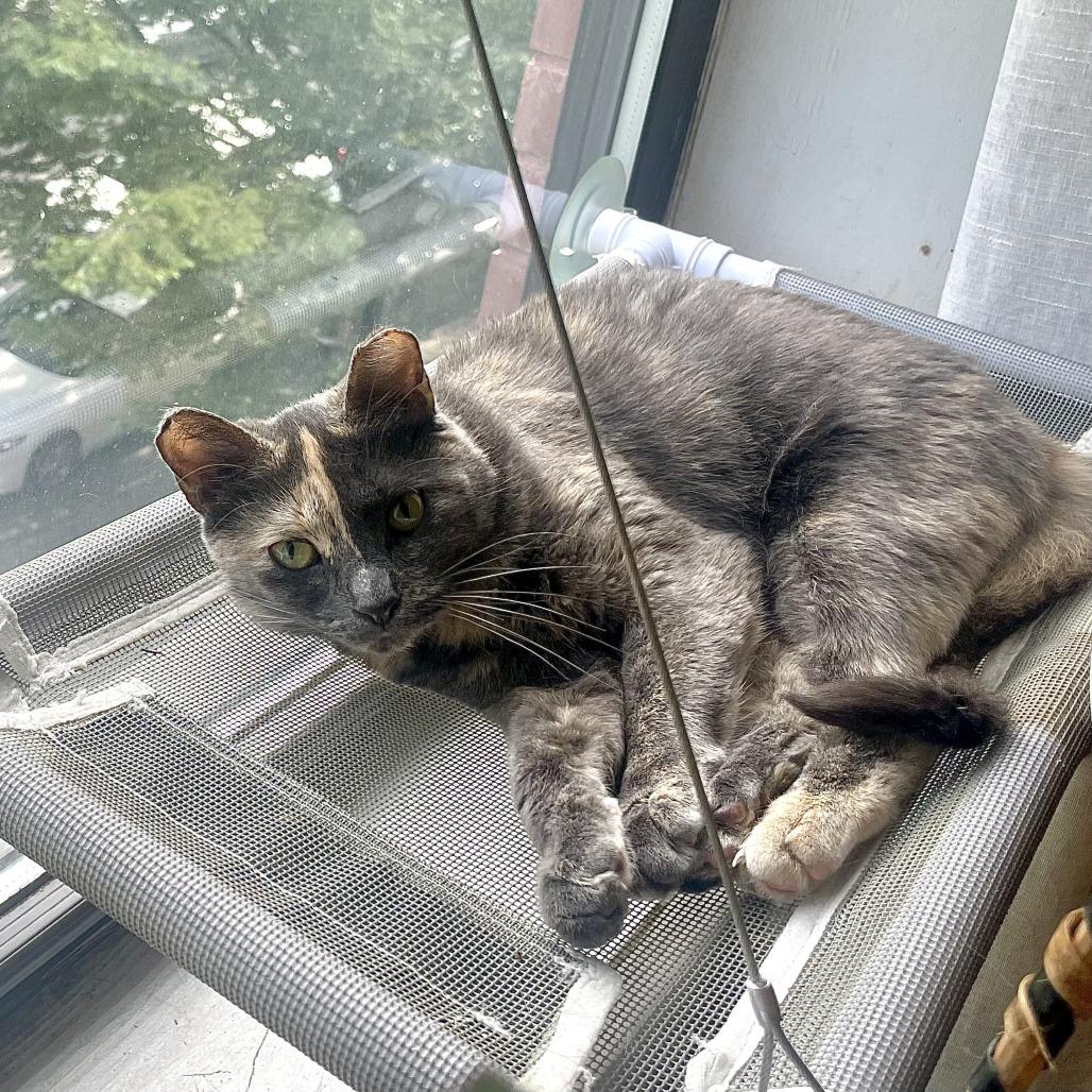 Enlarge Momo, a Adoptable Domestic Short Hair in Middle Village, NY image 3/6