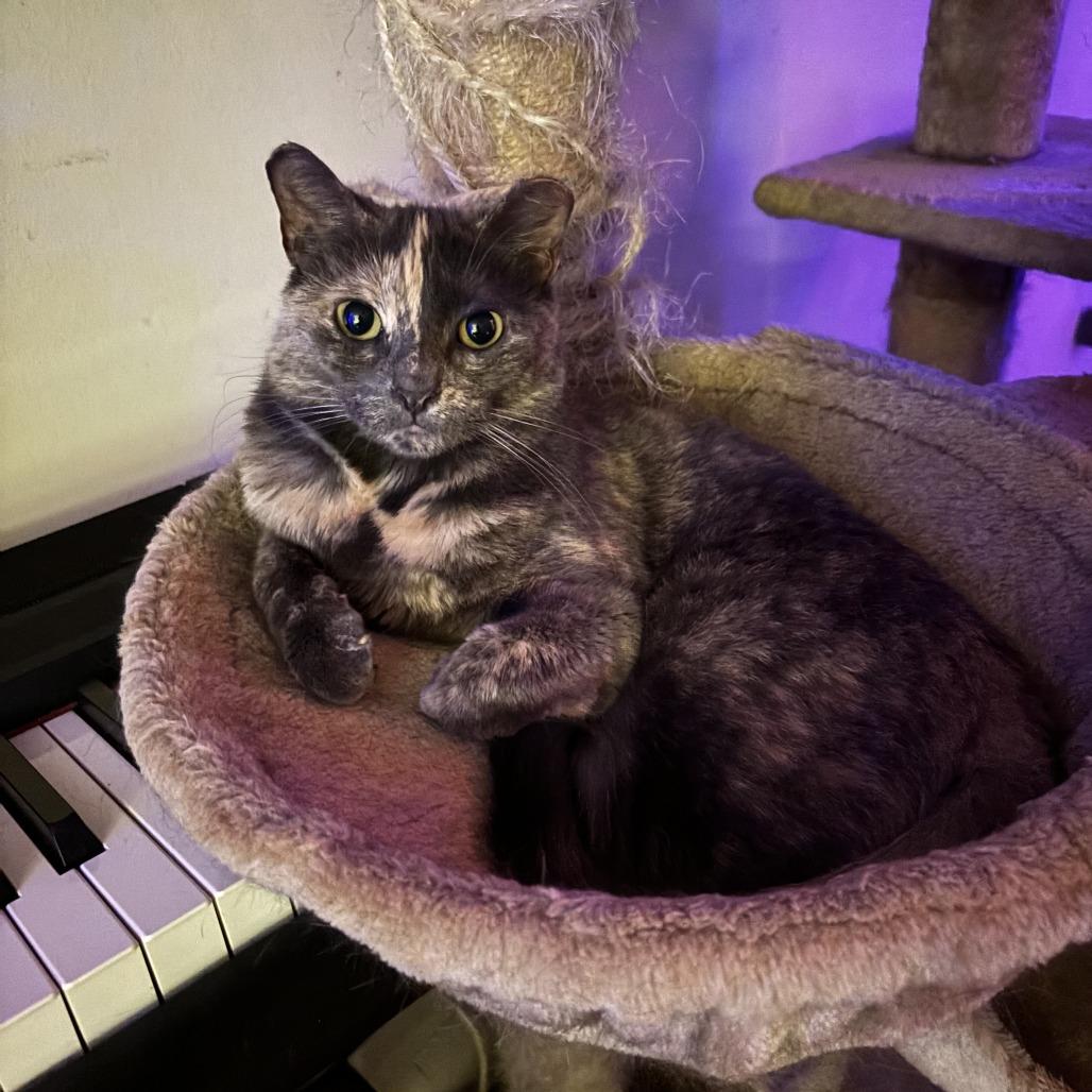 Enlarge Momo, a Adoptable Domestic Short Hair in Middle Village, NY image 4/6