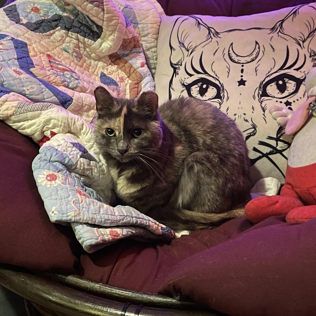 Momo — thumbnail 5