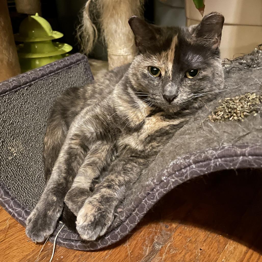 Enlarge Momo, a Adoptable Domestic Short Hair in Middle Village, NY image 6/6