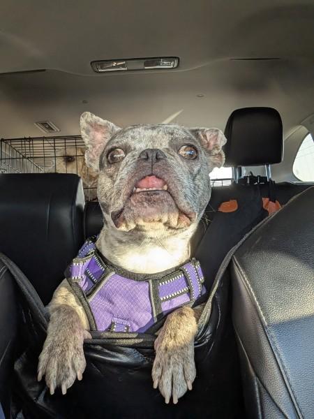 Ekko, a ADOPTABLE French Bulldog in Casa Grande, AZ image 6/6