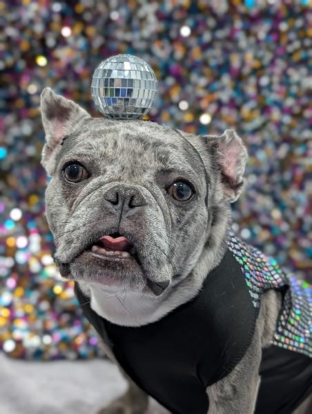 Ekko, ADOPTABLE, Adult Female French Bulldog.