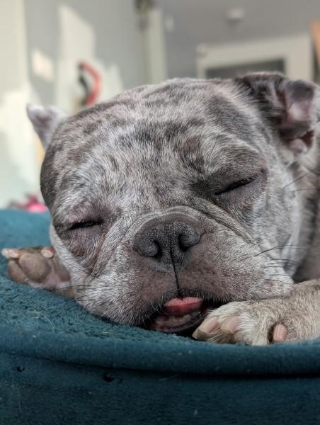 Ekko, a ADOPTABLE French Bulldog in Casa Grande, AZ image 4/6