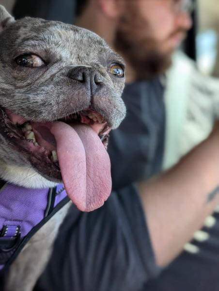Ekko, a ADOPTABLE French Bulldog in Casa Grande, AZ image 5/6