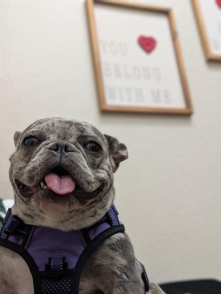 Ekko, a ADOPTABLE French Bulldog in Casa Grande, AZ image 3/6