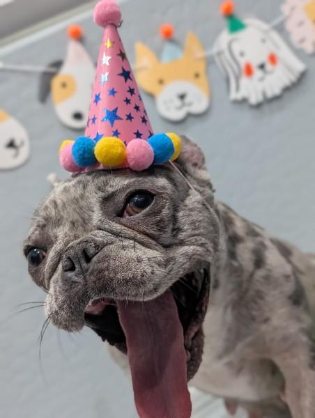 Ekko, a ADOPTABLE French Bulldog in Casa Grande, AZ image 2/6