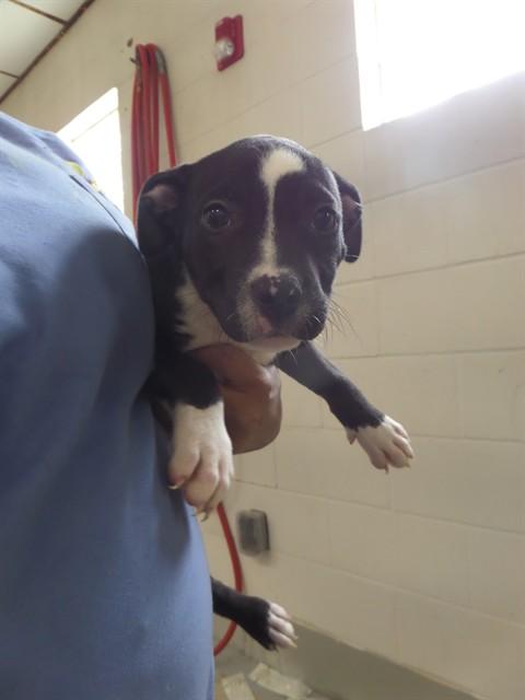 OBERON, Adoptable, Puppy Female Pit Bull Terrier & Mixed Breed.
