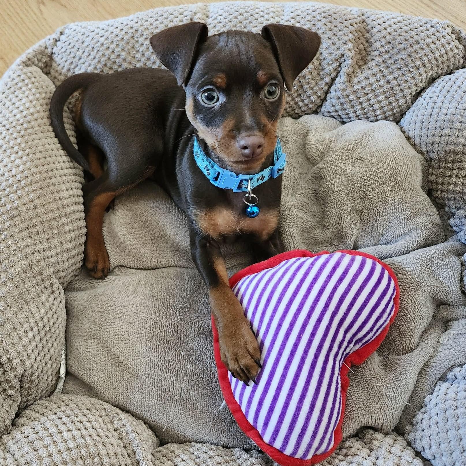 Archie - Coming soon!, adopted, Puppy Male Miniature Pinscher.