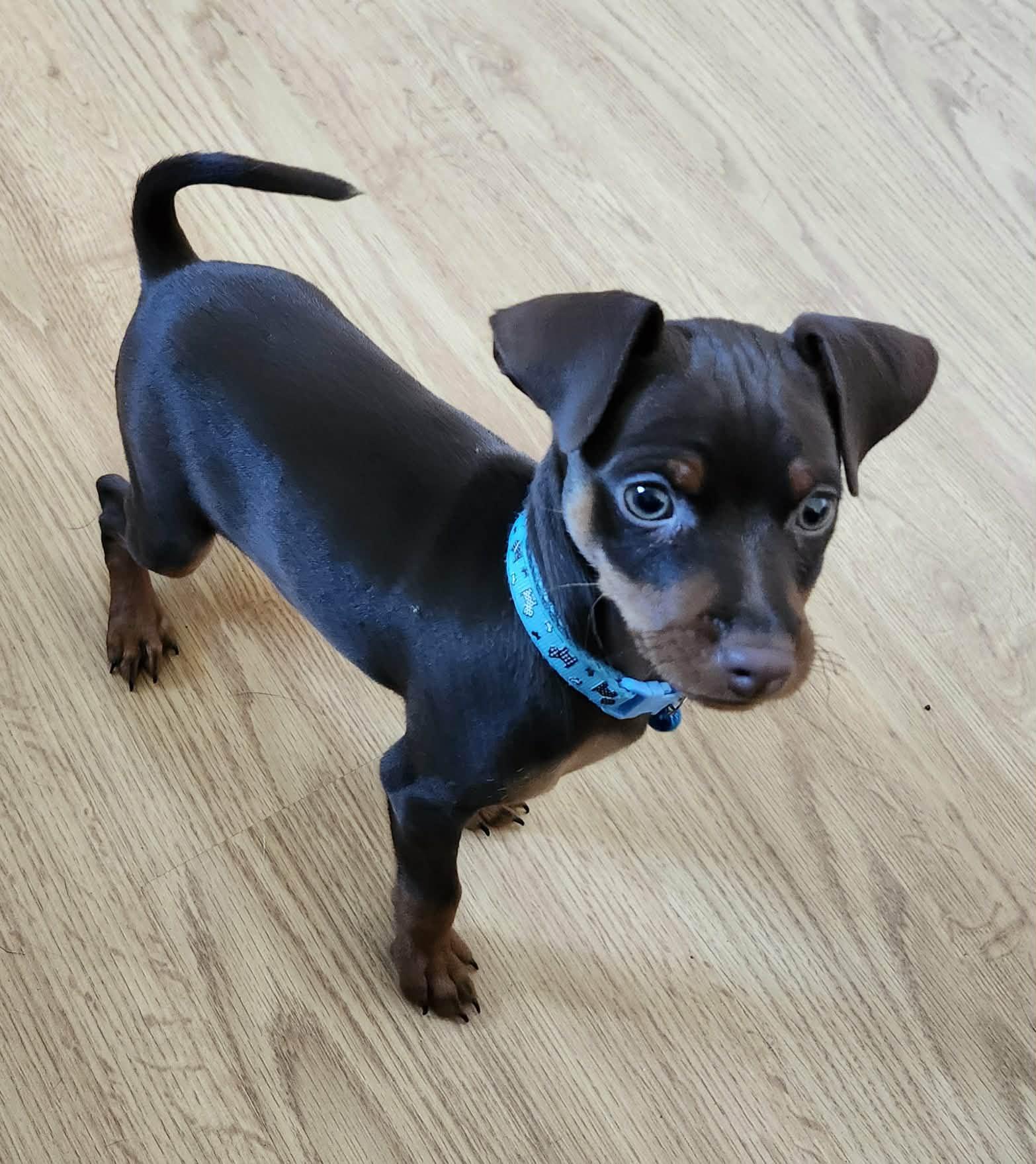 Enlarge Archie - Coming soon!, an adopted Miniature Pinscher in Hutchinson, MN image 5/6
