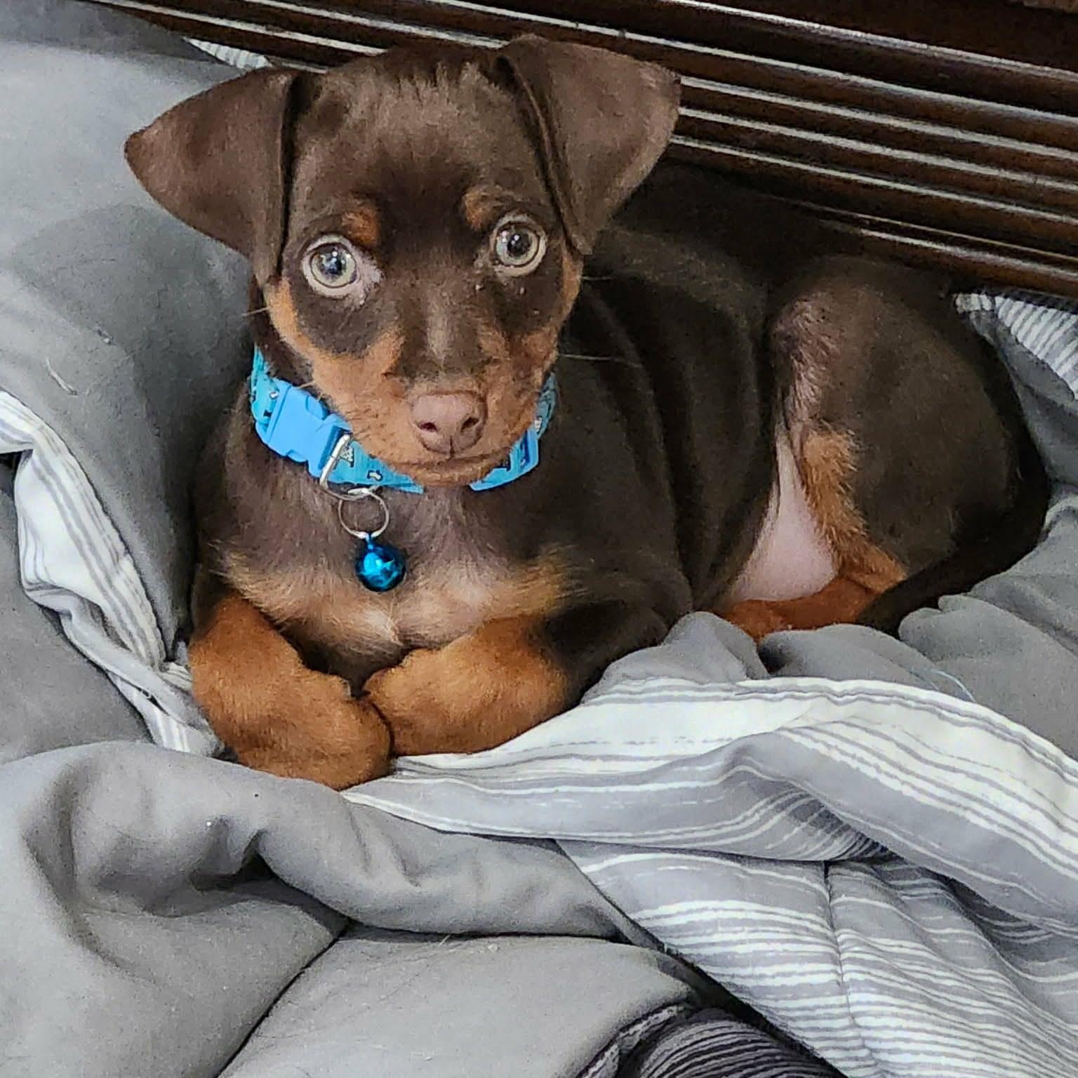 Enlarge Archie - Coming soon!, an adopted Miniature Pinscher in Hutchinson, MN image 4/6
