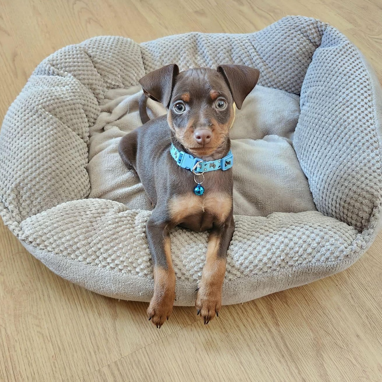 Enlarge Archie - Coming soon!, an adopted Miniature Pinscher in Hutchinson, MN image 6/6