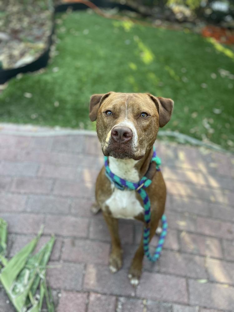 Enlarge Ginger (Mimi), a Adoptable mixed breed in Seminole, FL image 1/6