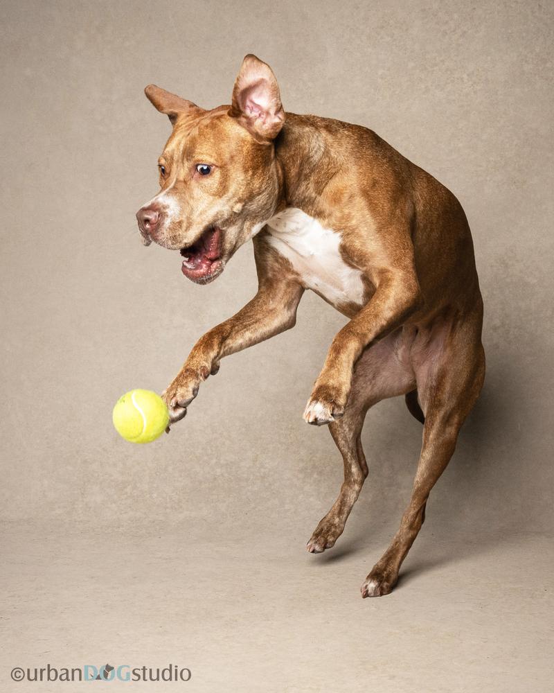 Enlarge Ginger (Mimi), a Adoptable mixed breed in Seminole, FL image 2/6