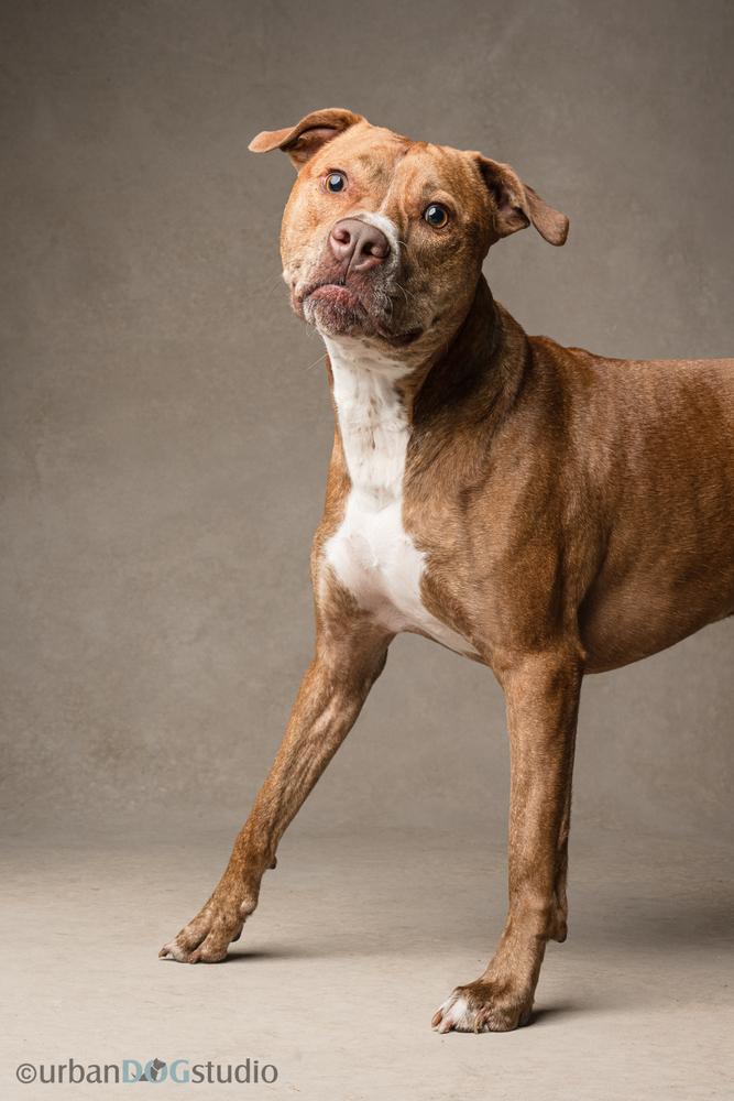 Enlarge Ginger (Mimi), a Adoptable mixed breed in Seminole, FL image 3/6