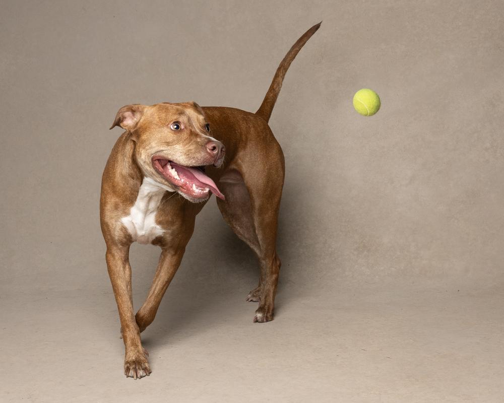 Enlarge Ginger (Mimi), a Adoptable mixed breed in Seminole, FL image 4/6