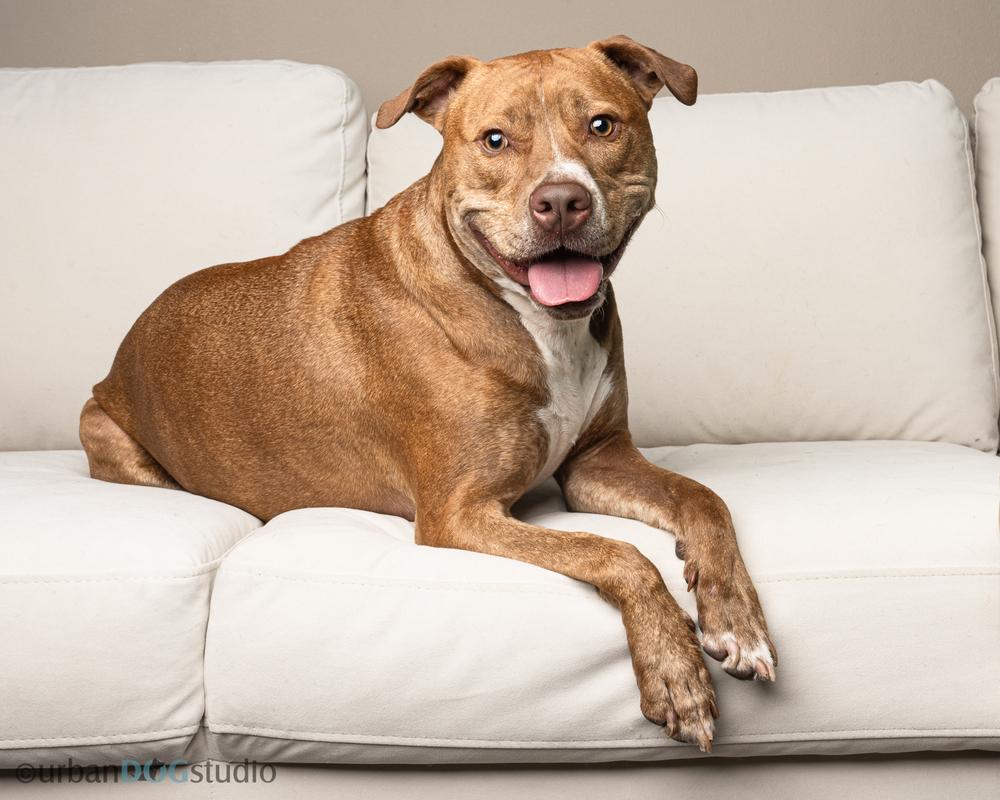 Enlarge Ginger (Mimi), a Adoptable mixed breed in Seminole, FL image 5/6