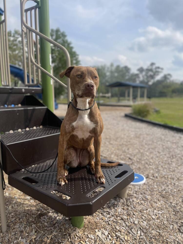 Enlarge Ginger (Mimi), a Adoptable mixed breed in Seminole, FL image 6/6