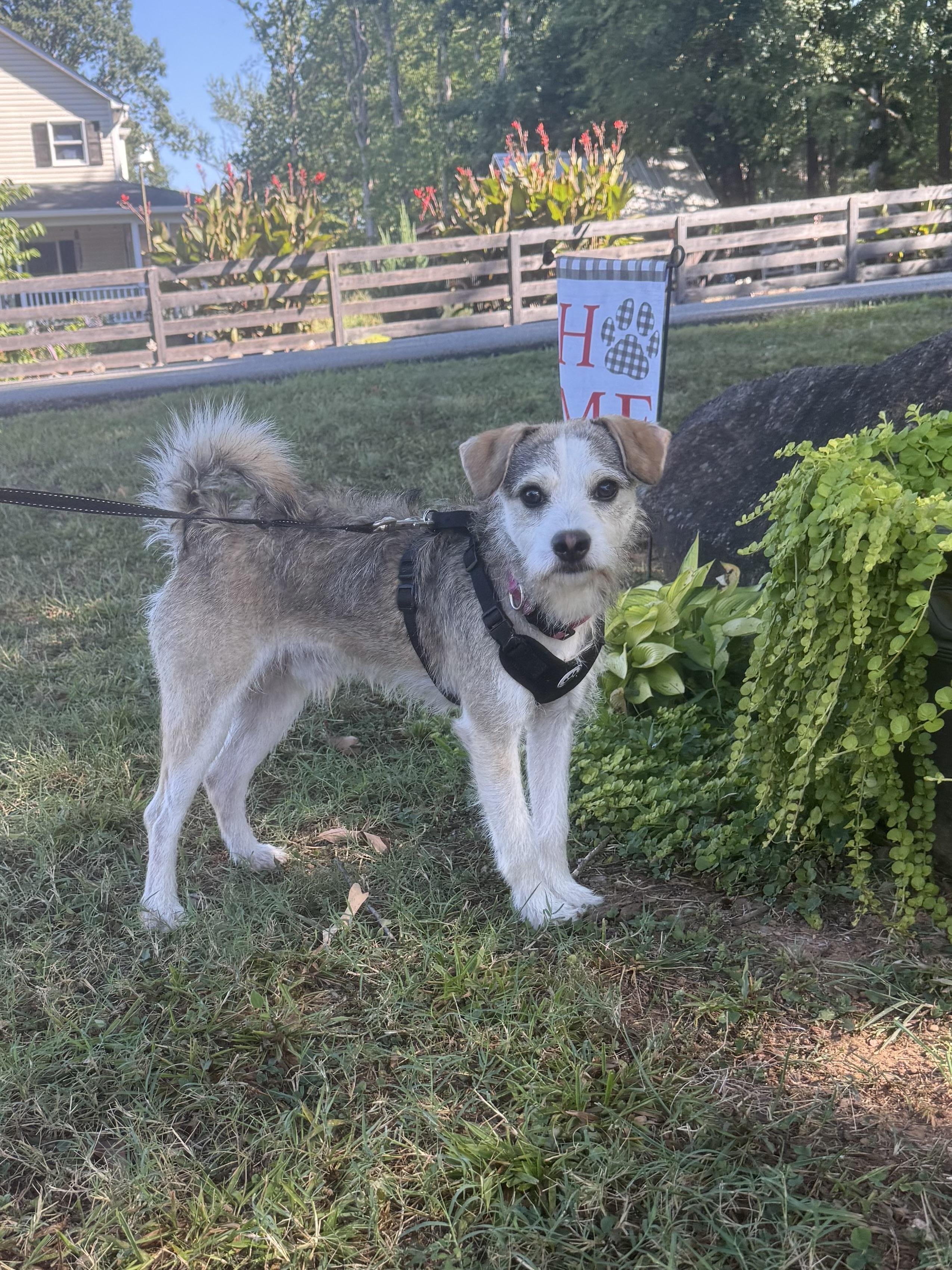 Odie photo 3