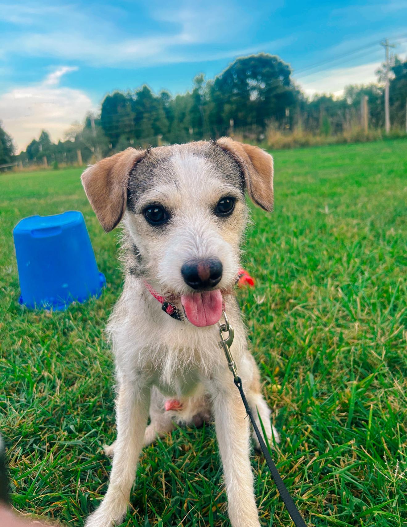 Odie