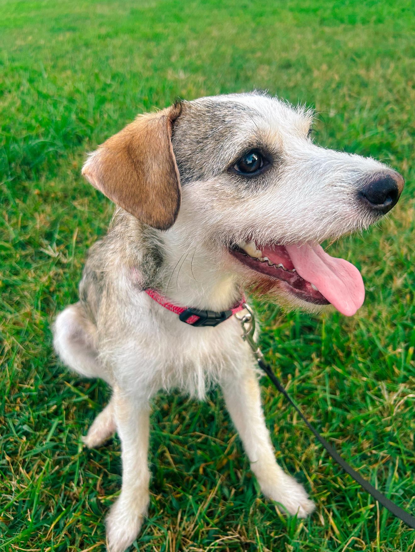 Odie photo 2