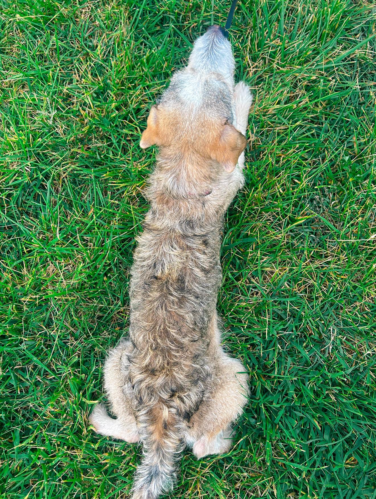 Odie photo 5