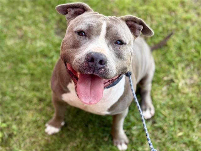 TOBY, Adoptable, Adult Male Pit Bull Terrier.