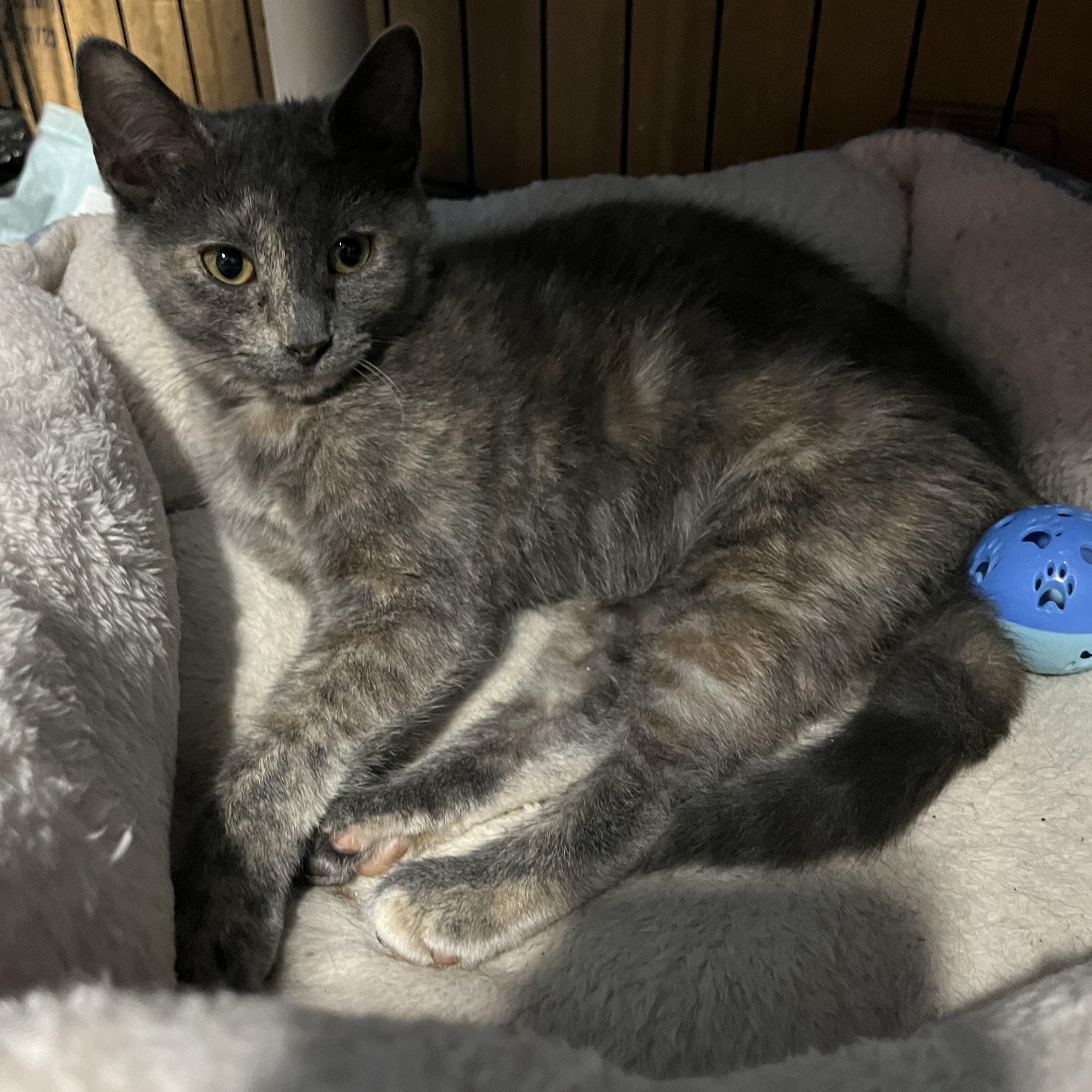 Enlarge Shade, a Adopted Dilute Tortoiseshell in Springdale, PA image 1/1