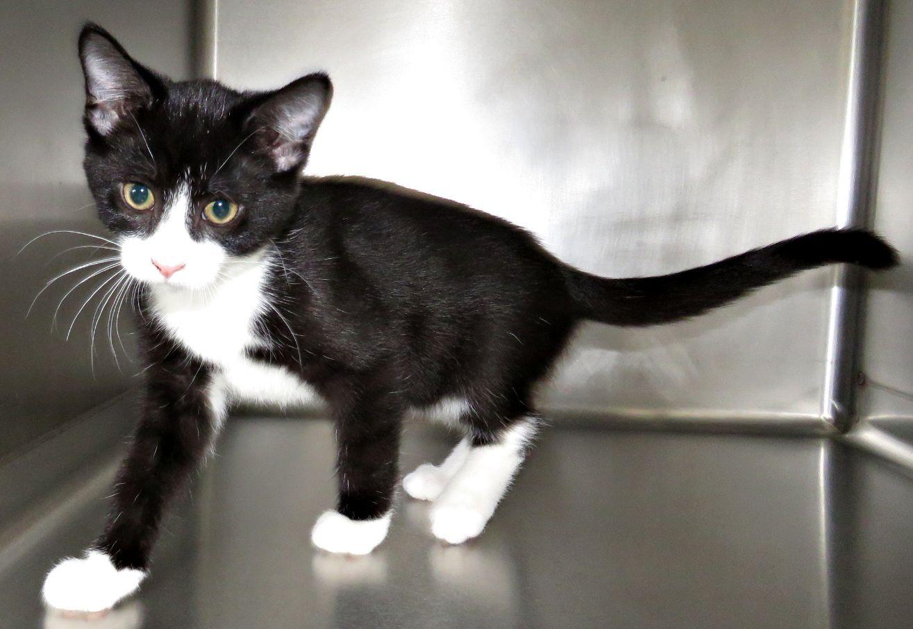 Cabe, Adoptable, Kitten Male Domestic Short Hair.