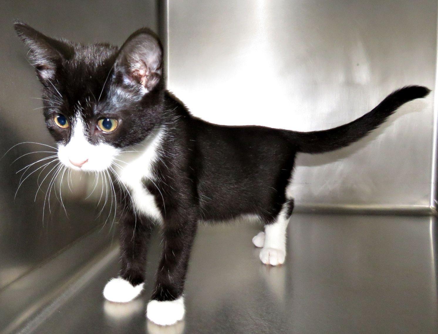 Enlarge Cabe, a Adoptable mixed breed in Lexington, VA image 2/2