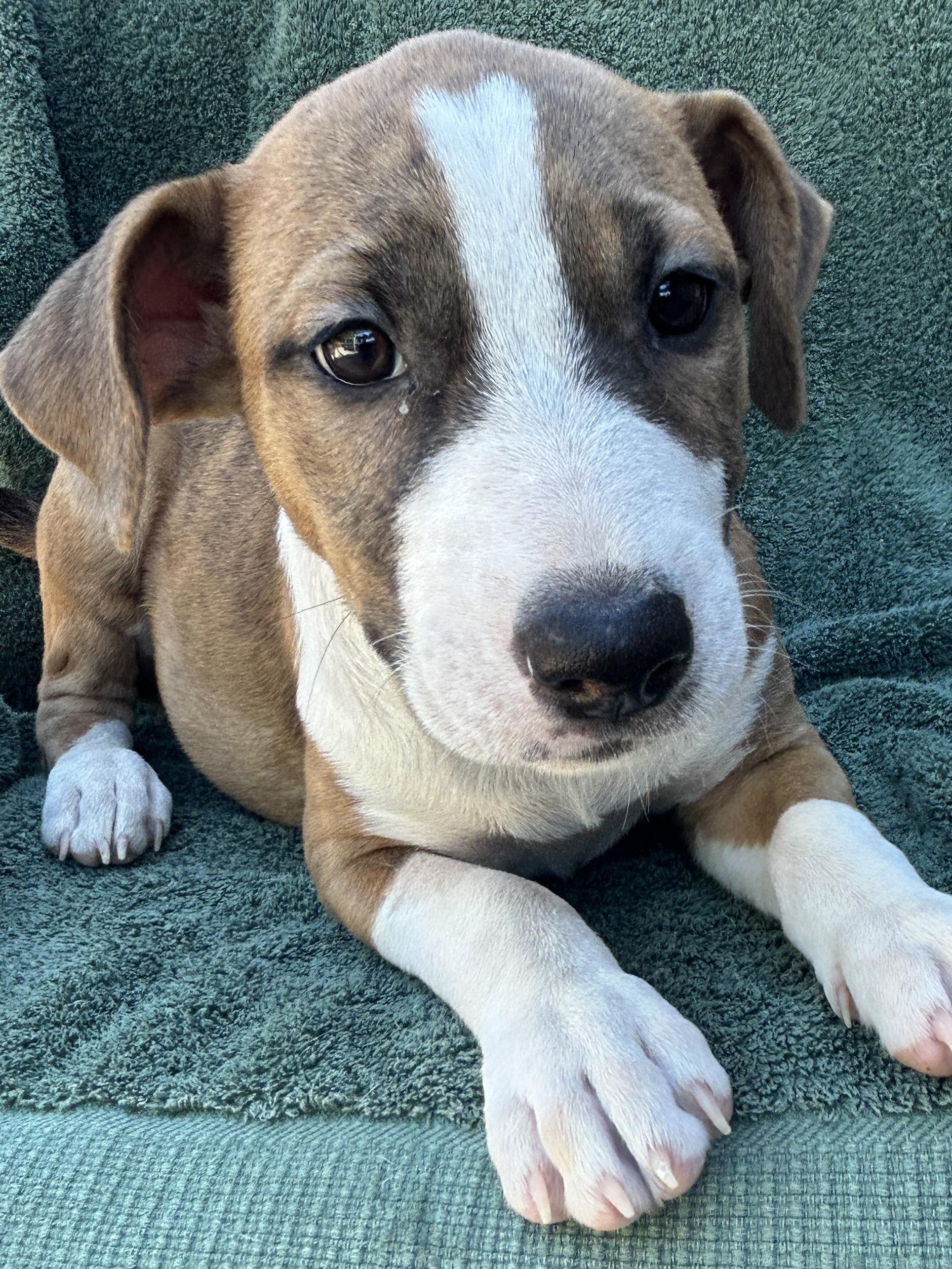 PUPPIES