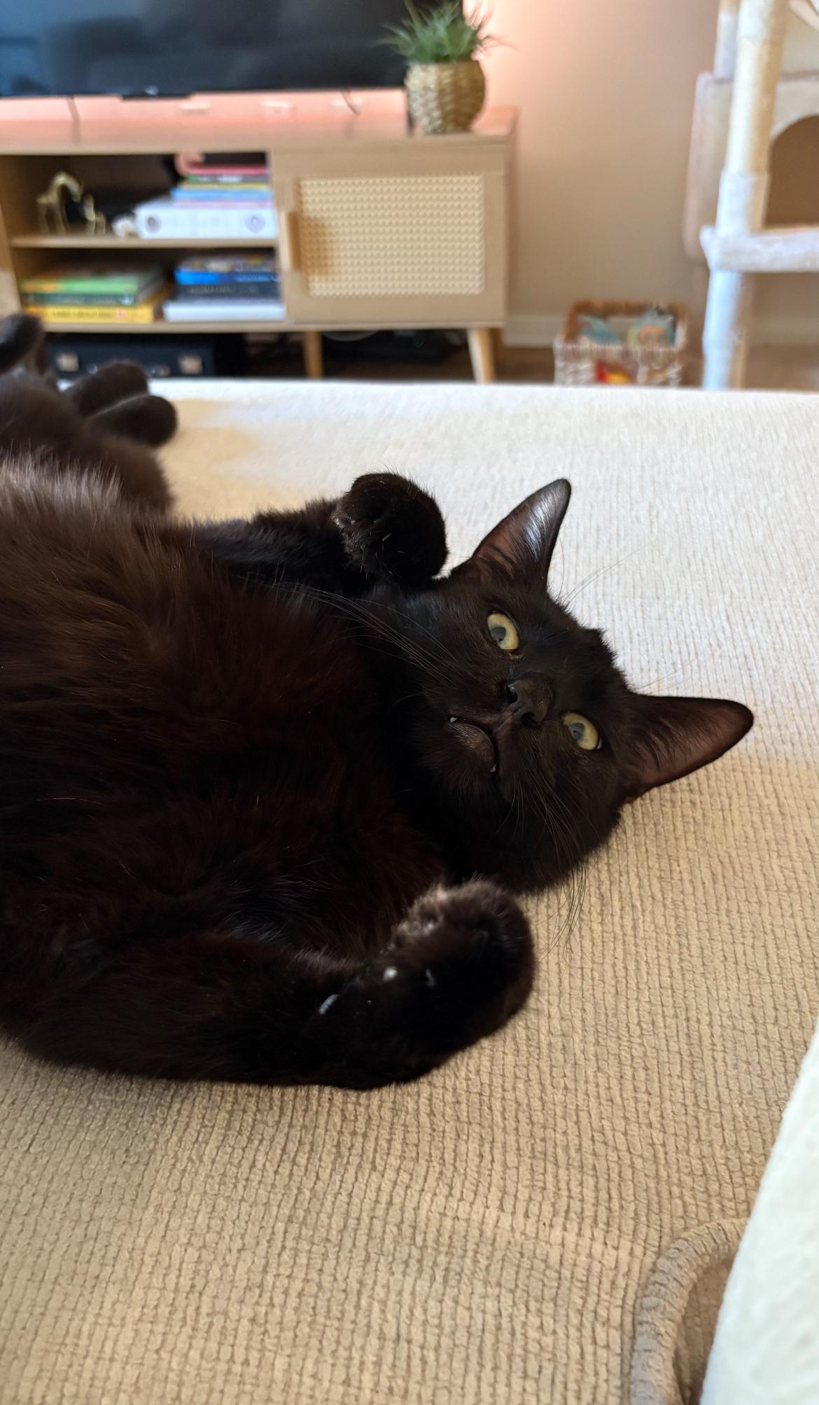 Oli, Adoptable, Young Male Bombay.