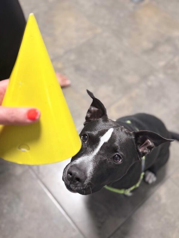 Etheridge, a Adoptable Labrador Retriever in Austin, TX image 2/6
