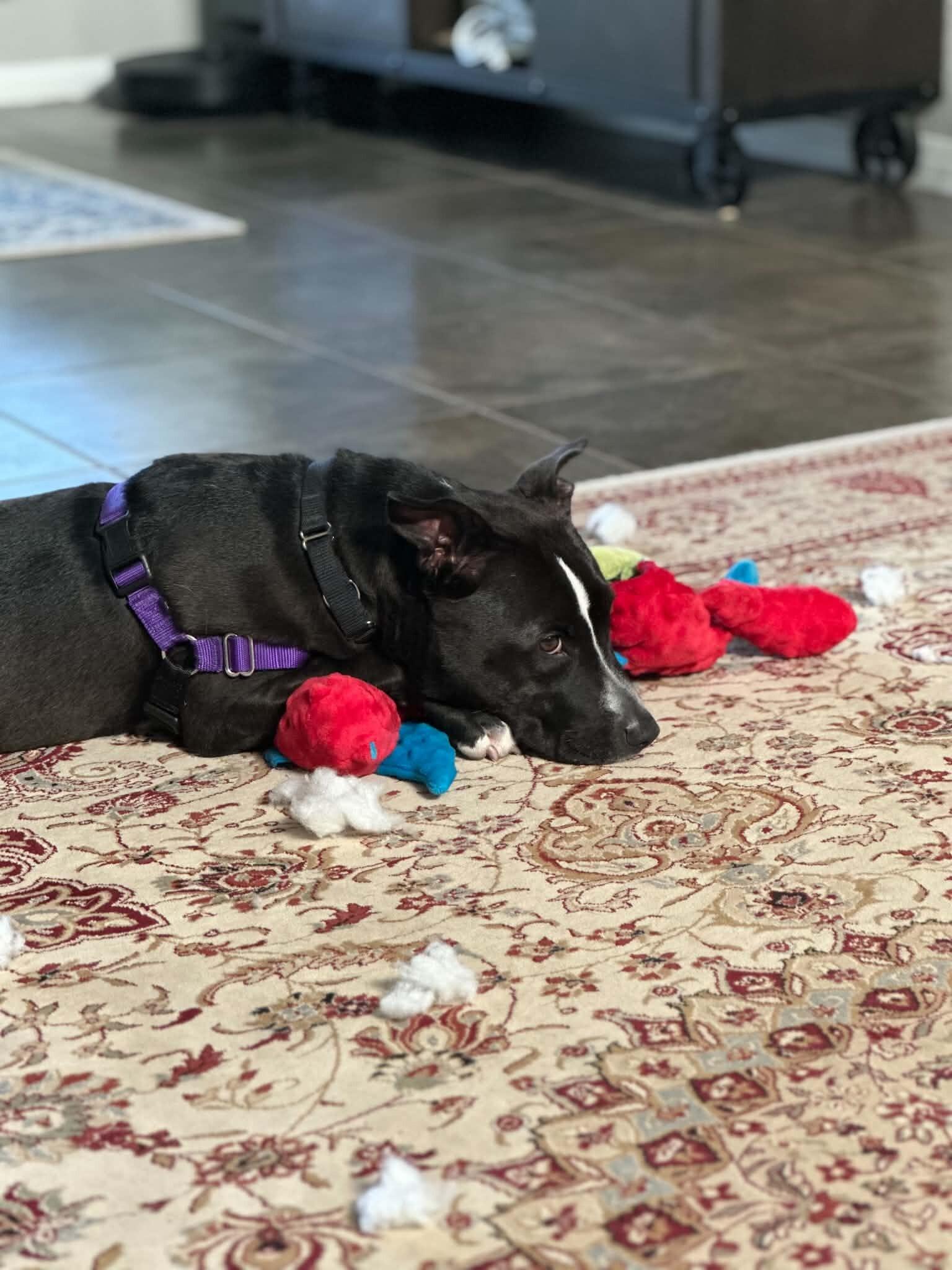 Etheridge, a Adoptable Labrador Retriever in Austin, TX image 3/6