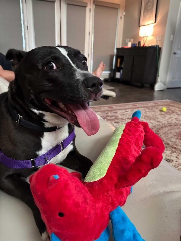 Etheridge, a Adoptable Labrador Retriever in Austin, TX image 4/6