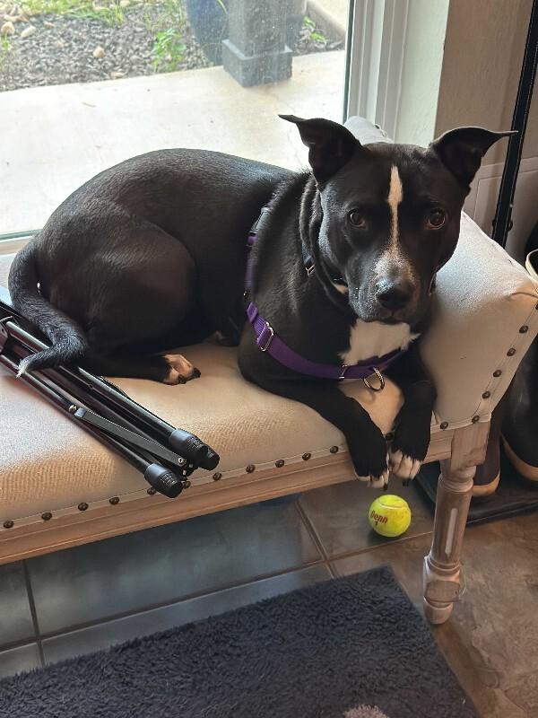 Etheridge, a Adoptable Labrador Retriever in Austin, TX image 5/6
