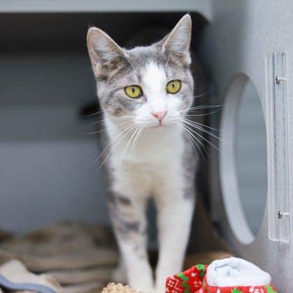 Marble, Adoptable, Adult Male Domestic Short Hair.