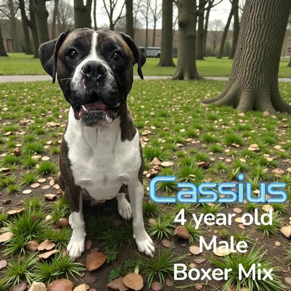 Cassius, Adoptable, Adult Male Boxer.