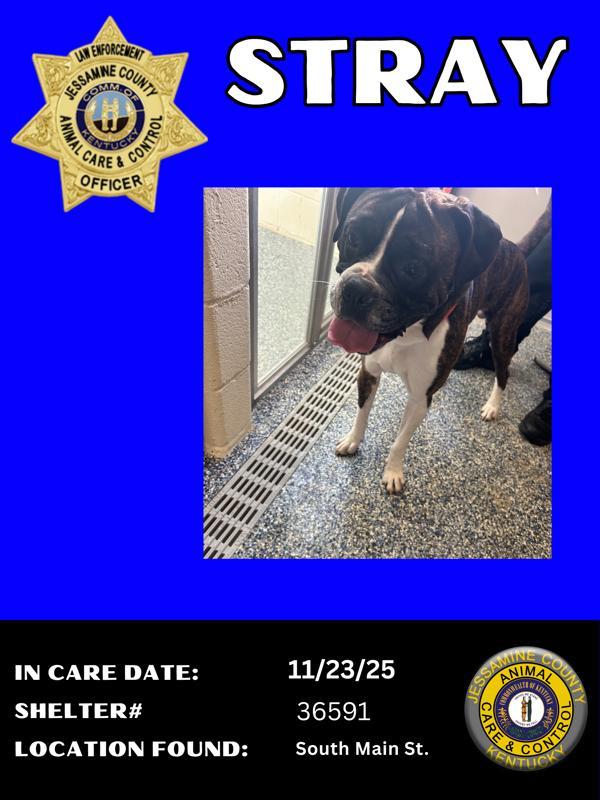 Enlarge Cassius, a Adoptable mixed breed in Nicholasville, KY image 2/2