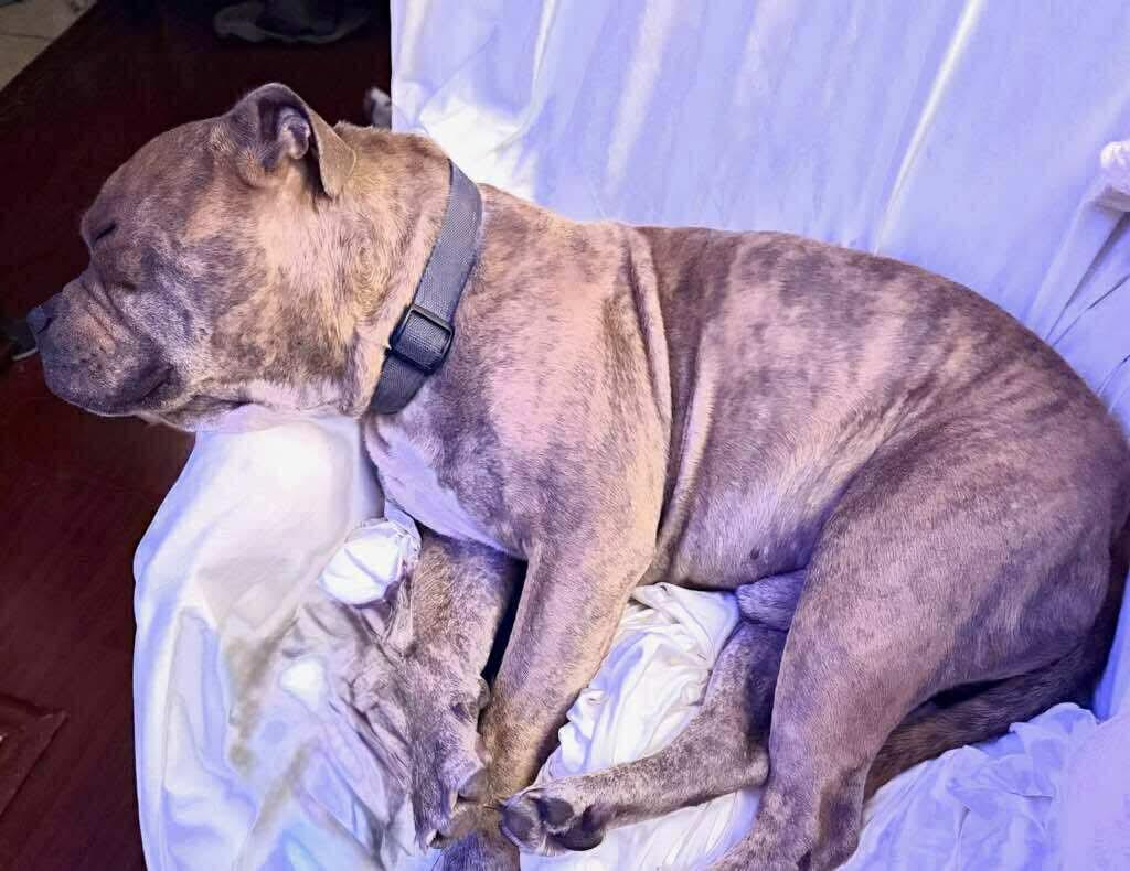 Enlarge Ronan, a Adoptable Mixed Breed in Rayne, LA image 3/4