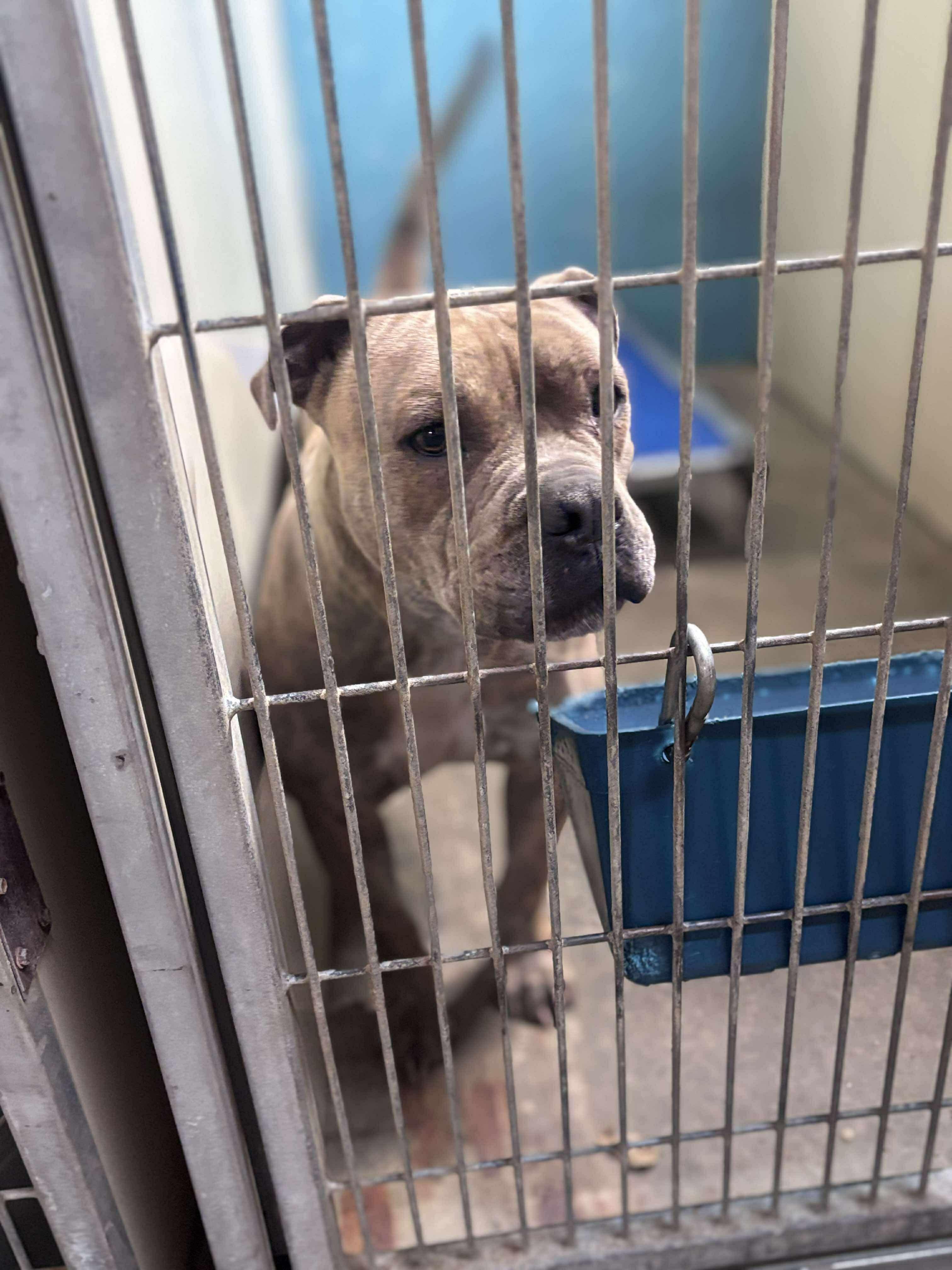 Enlarge Ronan, a Adoptable Mixed Breed in Rayne, LA image 4/4