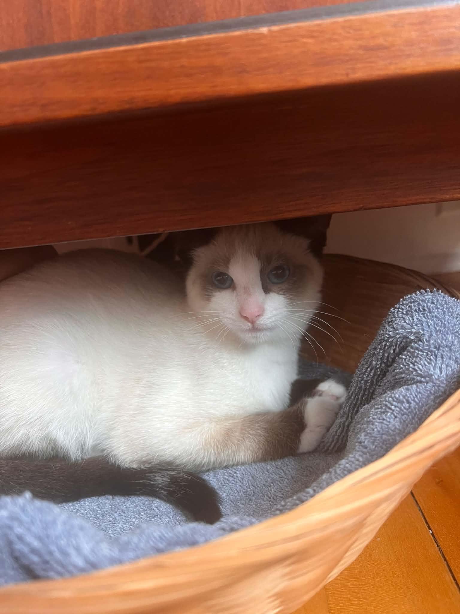 Enlarge Cordelia, a Adopted Domestic Short Hair in Wakefield, QC image 3/3