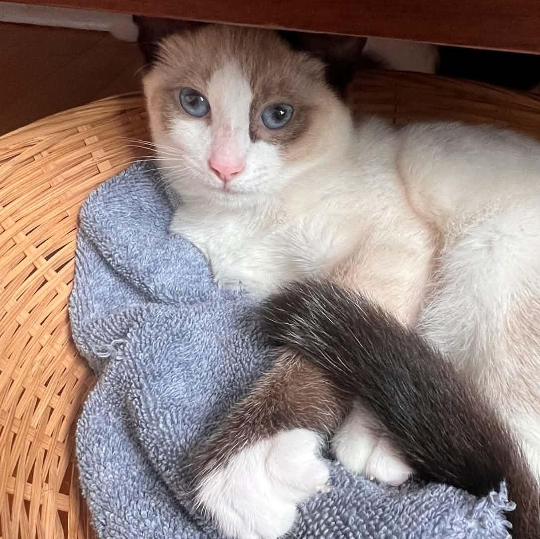 Cordelia, Adopted, Kitten Female Domestic Short Hair.