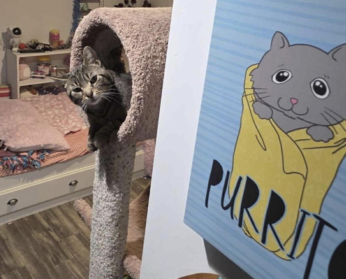 Enlarge Gravel, a Adoptable Domestic Short Hair in Maineville, OH image 2/6