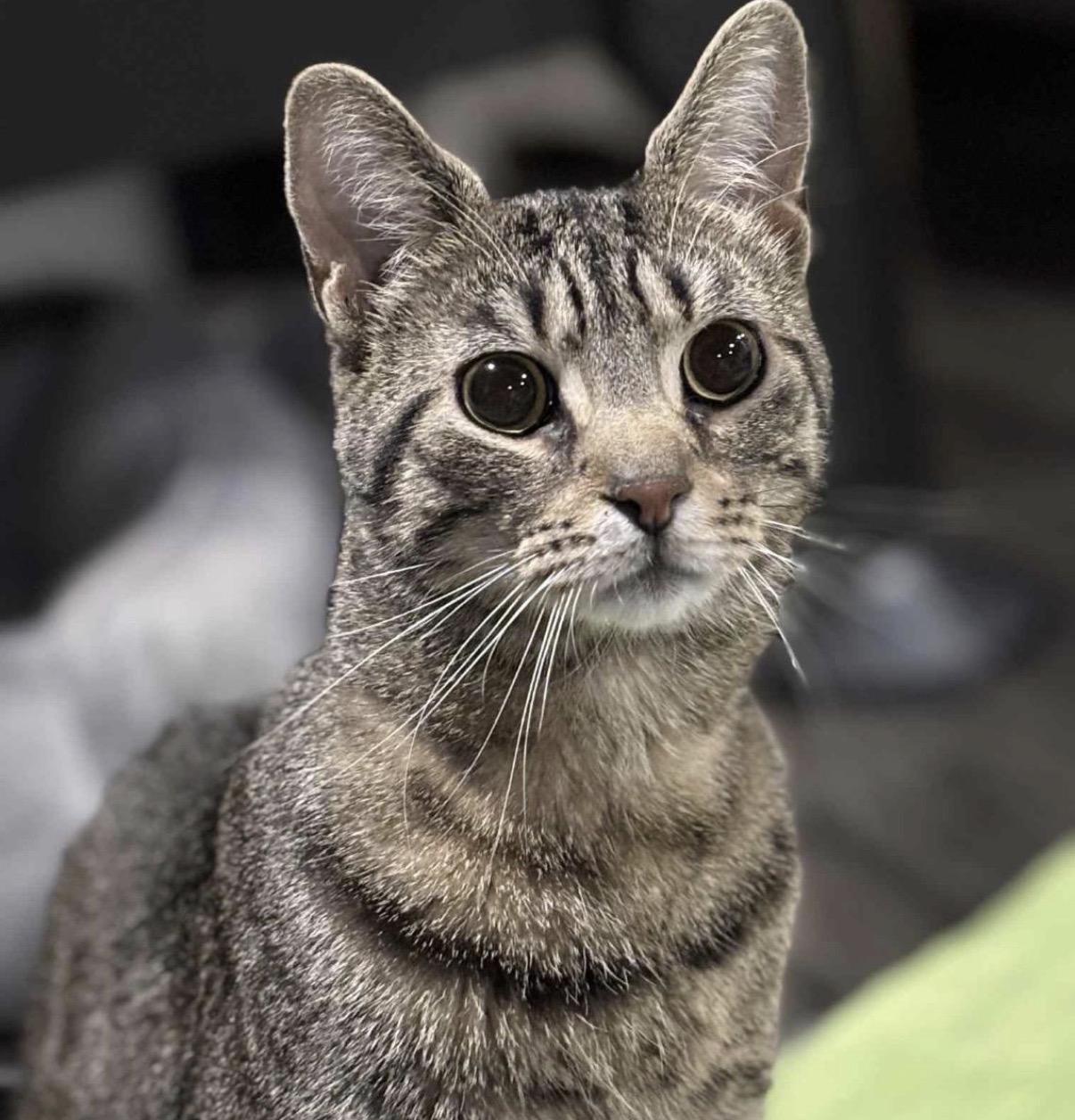 Enlarge Gravel, a Adoptable Domestic Short Hair in Maineville, OH image 1/6