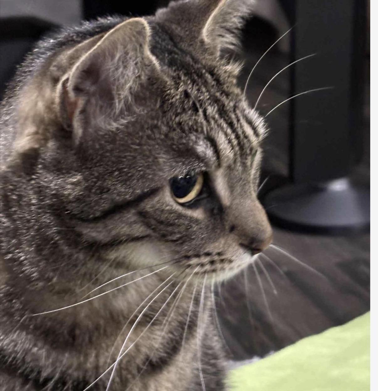 Enlarge Gravel, a Adoptable Domestic Short Hair in Maineville, OH image 3/6