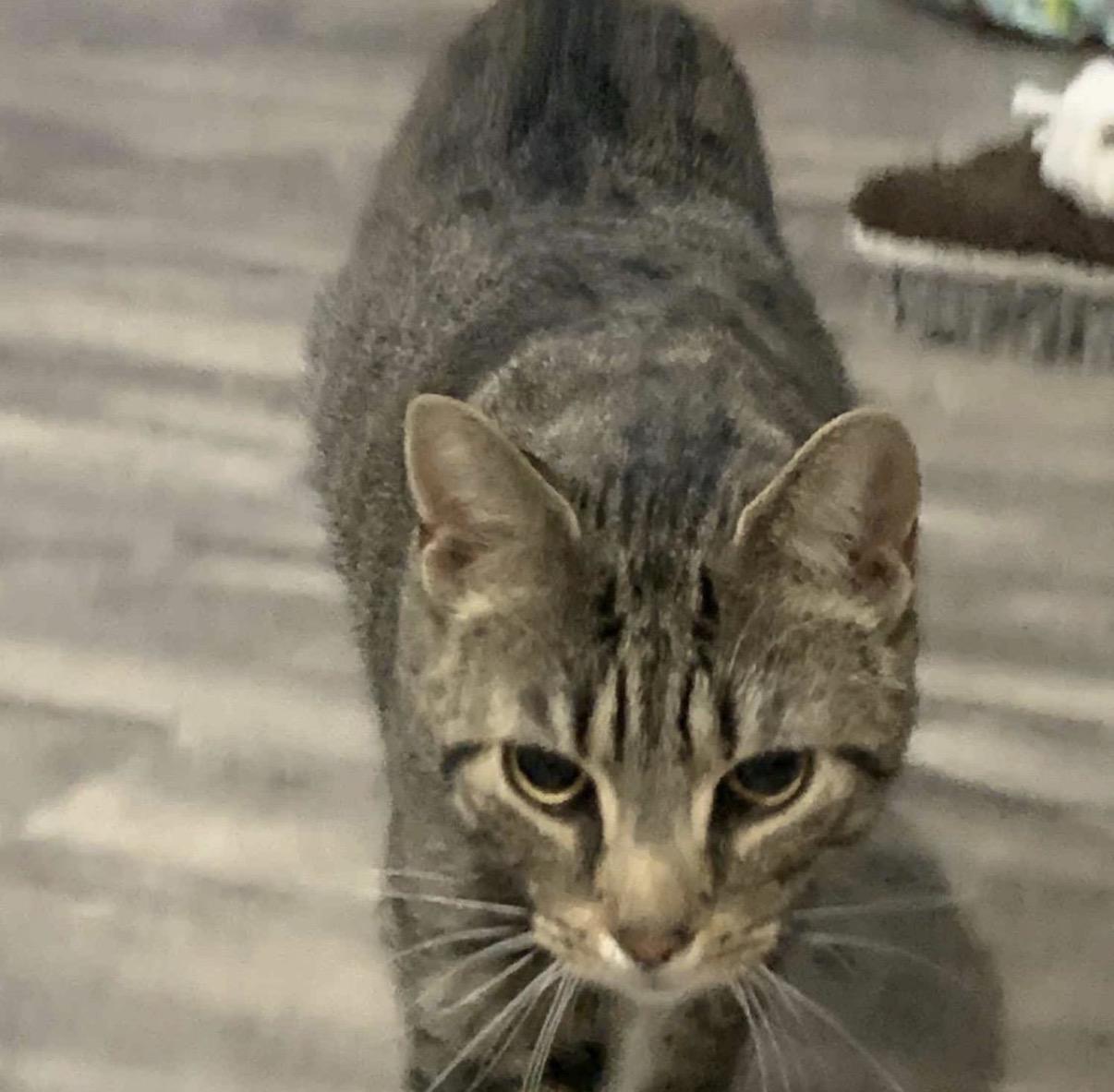 Enlarge Gravel, a Adoptable Domestic Short Hair in Maineville, OH image 4/6