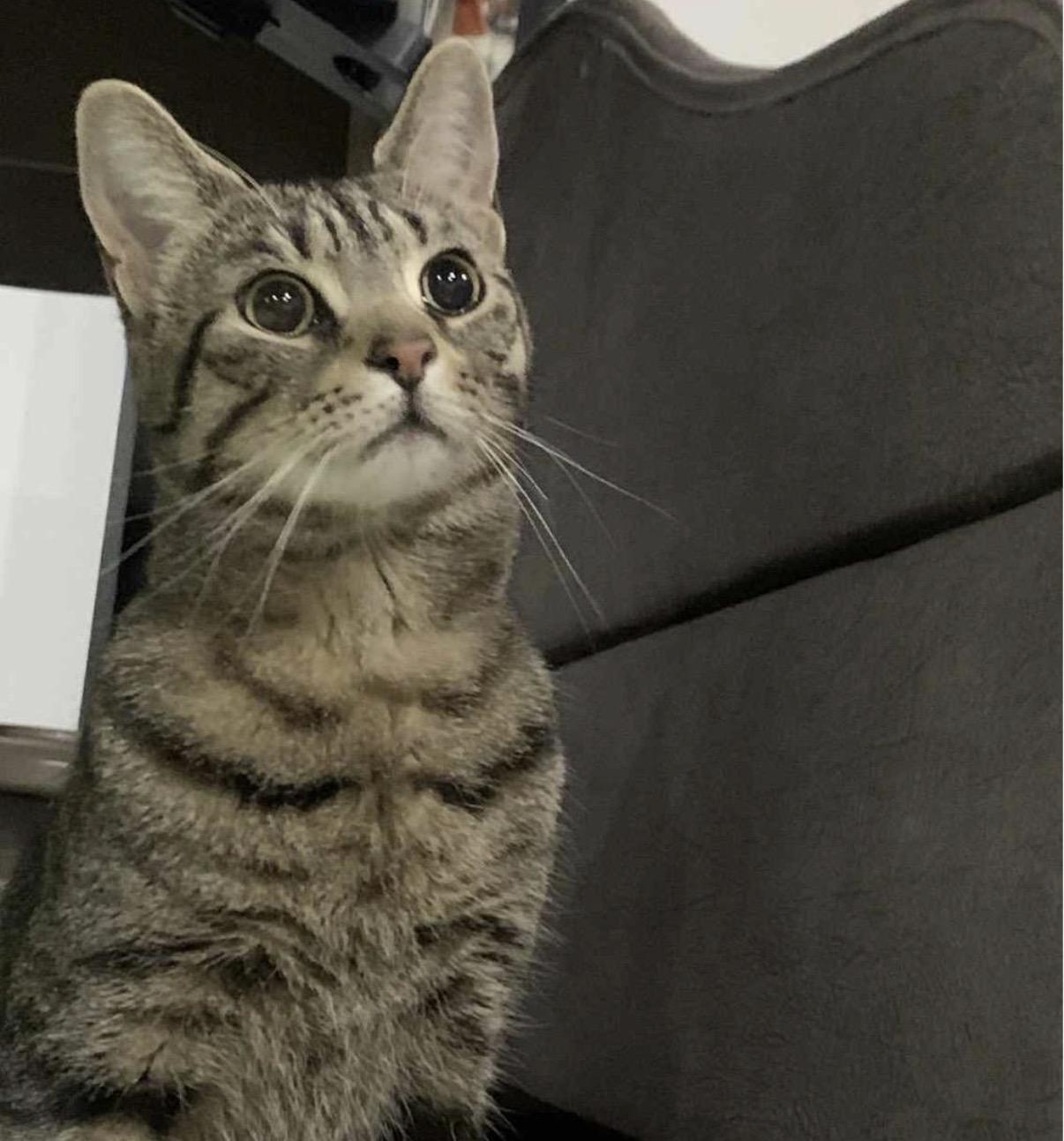 Enlarge Gravel, a Adoptable Domestic Short Hair in Maineville, OH image 5/6