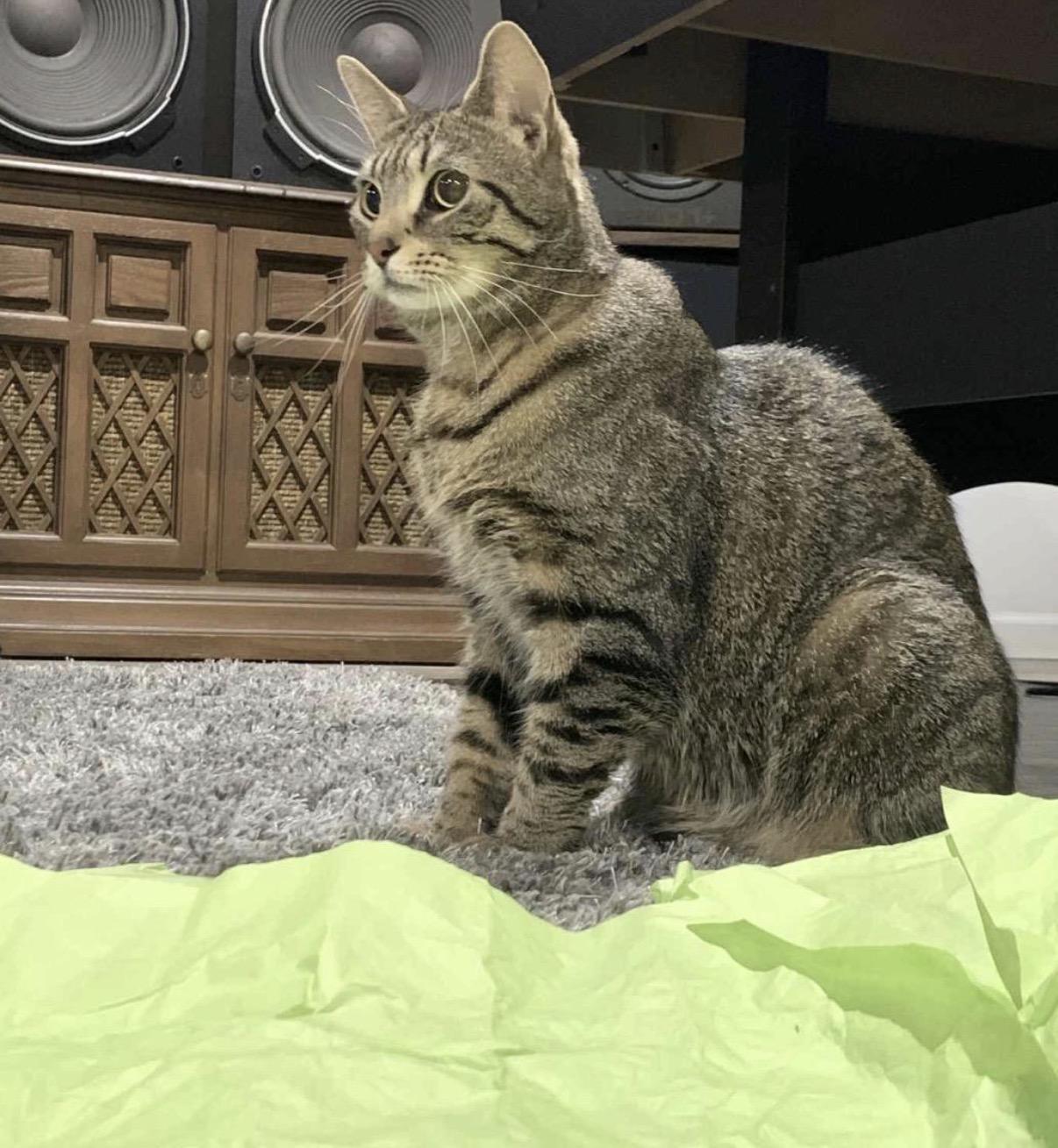 Enlarge Gravel, a Adoptable Domestic Short Hair in Maineville, OH image 6/6