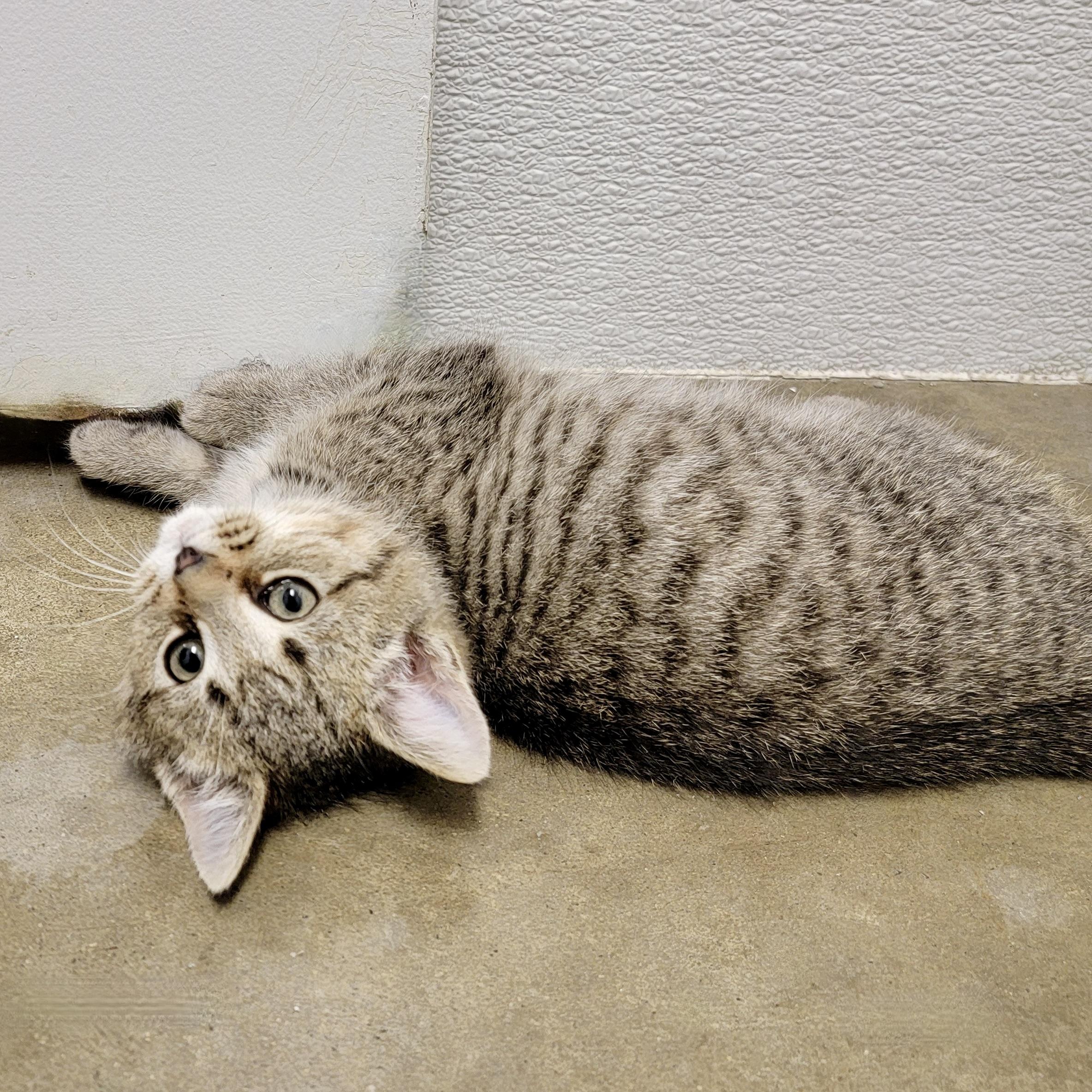 MILO, ADOPTABLE, Kitten Male Domestic Short Hair & Domestic Medium Hair.